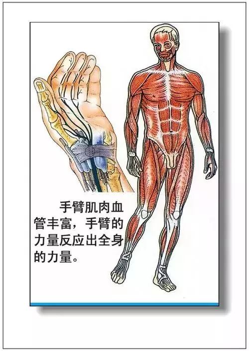 人体器官分部彩图及知识大全，太珍贵了！（建议收藏）