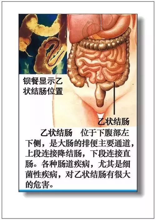 人体器官分部彩图及知识大全，太珍贵了！（建议收藏）