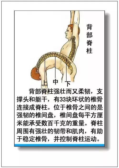 人体器官分部彩图及知识大全，太珍贵了！（建议收藏）