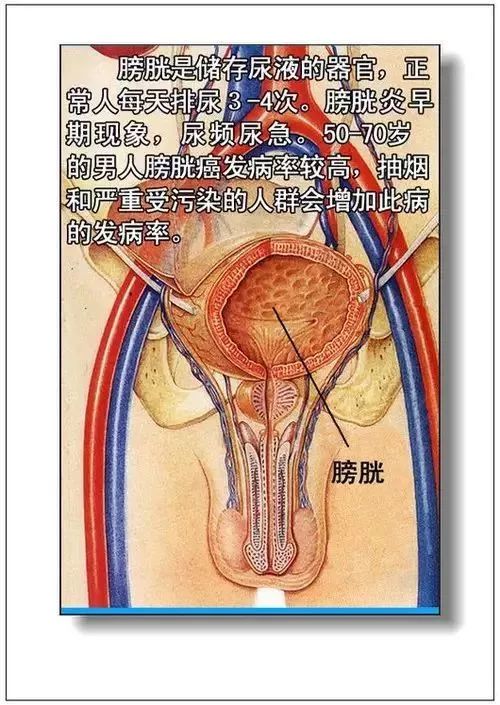 人体器官分部彩图及知识大全，太珍贵了！（建议收藏）