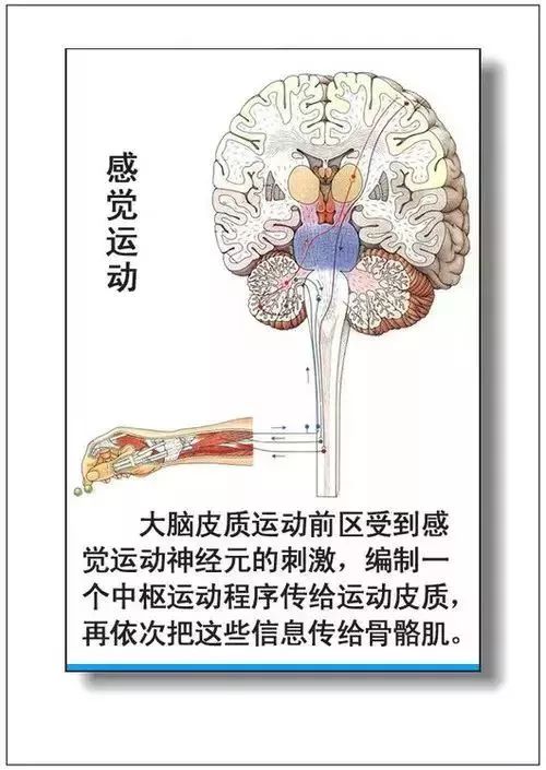 人体器官分部彩图及知识大全，太珍贵了！（建议收藏）