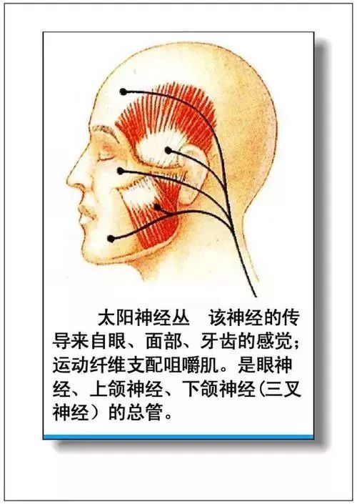 人体器官分部彩图及知识大全，太珍贵了！（建议收藏）
