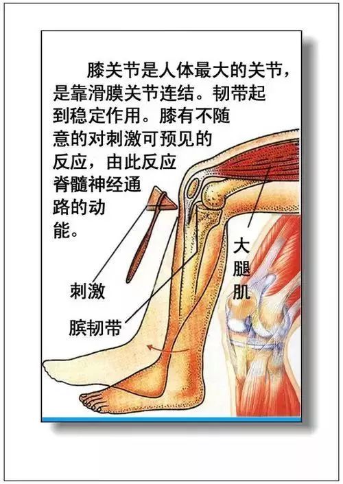 人体器官分部彩图及知识大全，太珍贵了！（建议收藏）