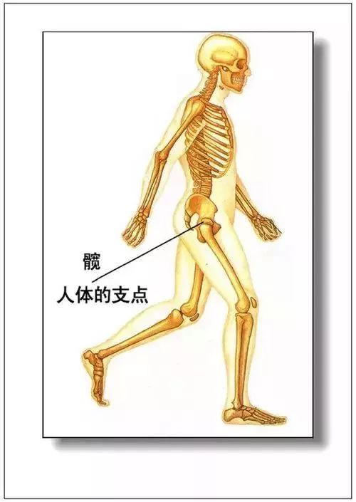 人体器官分部彩图及知识大全，太珍贵了！（建议收藏）