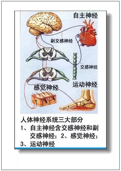人体器官分部彩图及知识大全，太珍贵了！（建议收藏）