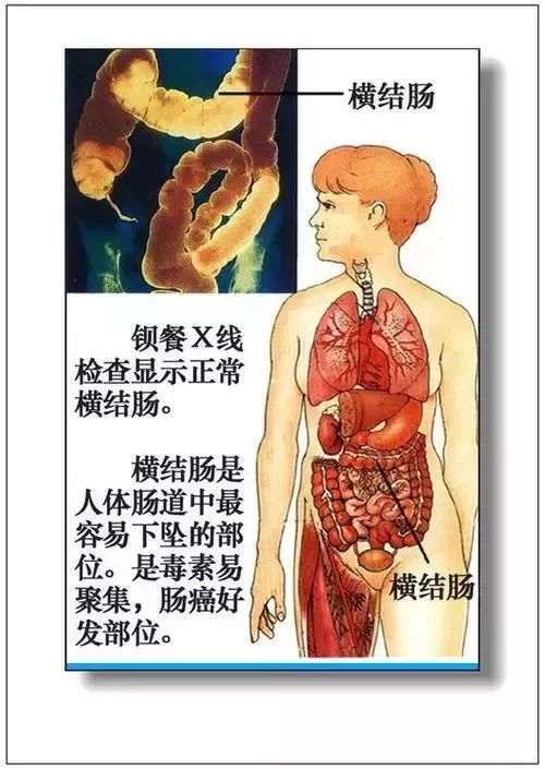 人体器官分部彩图及知识大全，太珍贵了！（建议收藏）
