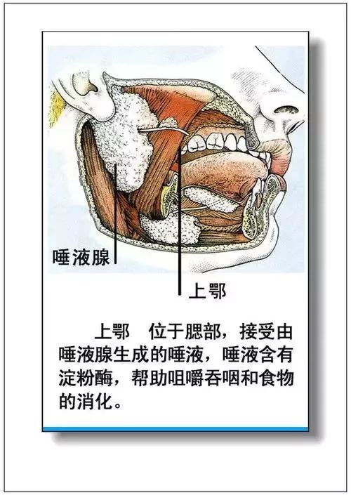 人体器官分部彩图及知识大全，太珍贵了！（建议收藏）