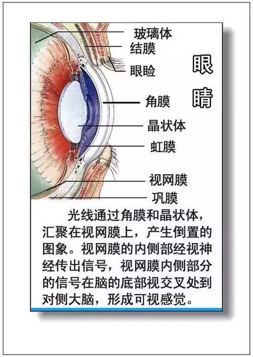 人体器官分部彩图及知识大全，太珍贵了！（建议收藏）