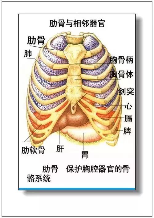 人体器官分部彩图及知识大全，太珍贵了！（建议收藏）