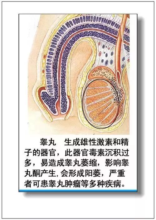 人体器官分部彩图及知识大全，太珍贵了！（建议收藏）
