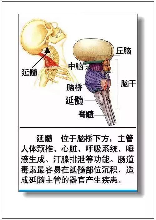 人体器官分部彩图及知识大全，太珍贵了！（建议收藏）