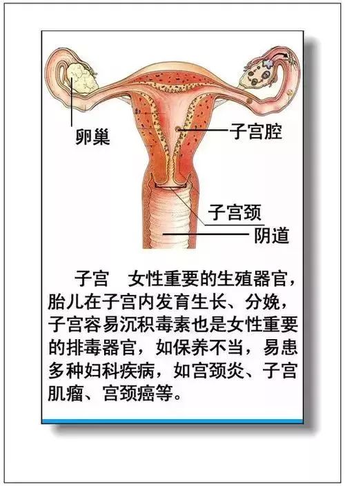 人体器官分部彩图及知识大全，太珍贵了！（建议收藏）