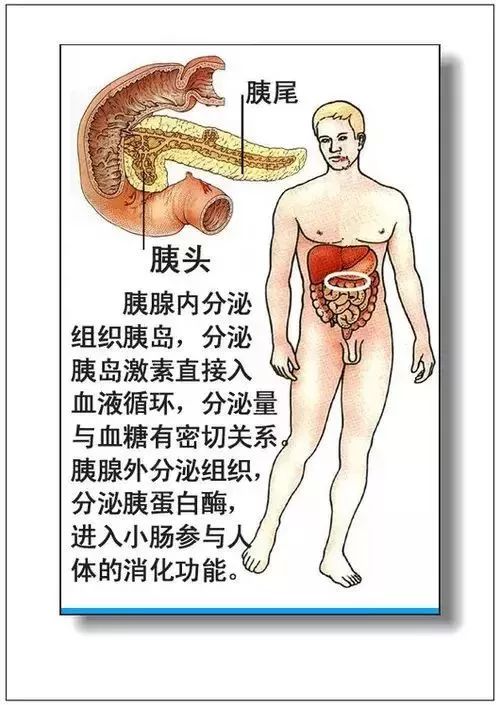 人体器官分部彩图及知识大全，太珍贵了！（建议收藏）