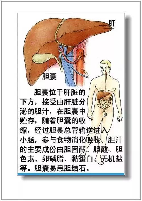 人体器官分部彩图及知识大全，太珍贵了！（建议收藏）