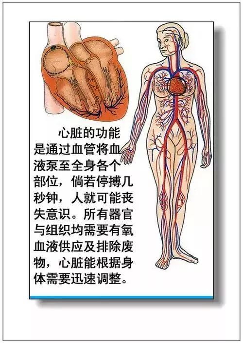 人体器官分部彩图及知识大全，太珍贵了！（建议收藏）