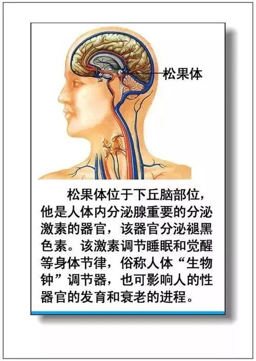 人体器官分部彩图及知识大全，太珍贵了！（建议收藏）