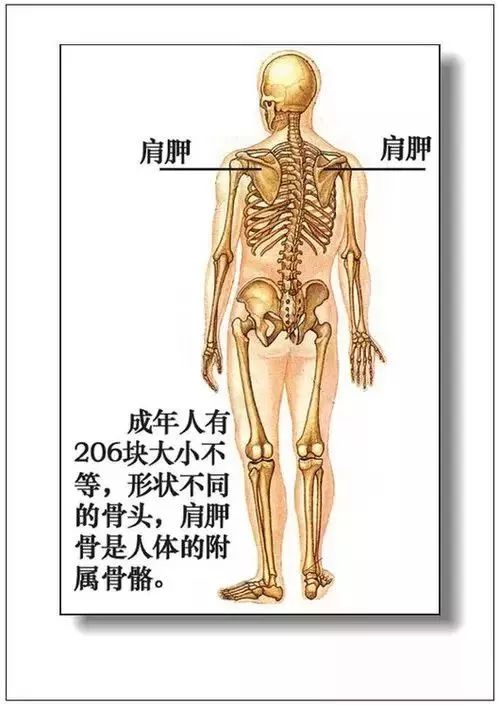 人体器官分部彩图及知识大全，太珍贵了！（建议收藏）