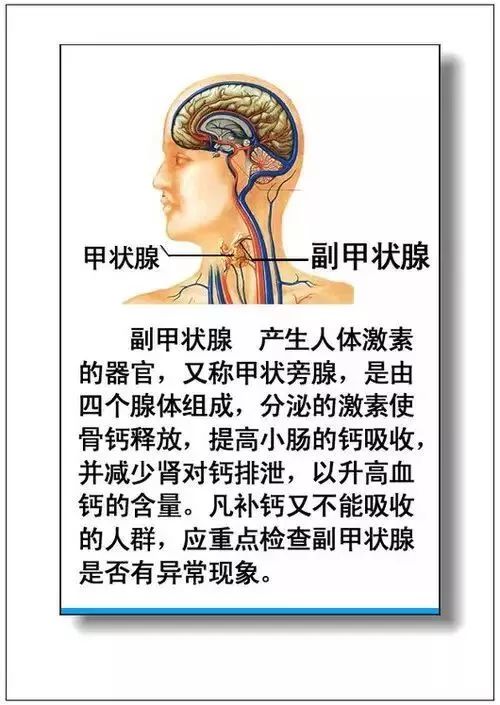 人体器官分部彩图及知识大全，太珍贵了！（建议收藏）