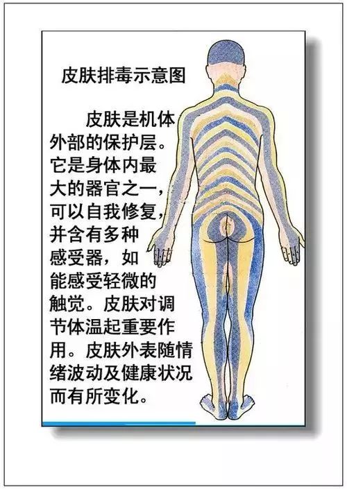 人体器官分部彩图及知识大全，太珍贵了！（建议收藏）
