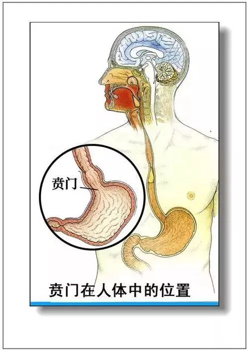 人体器官分部彩图及知识大全，太珍贵了！（建议收藏）