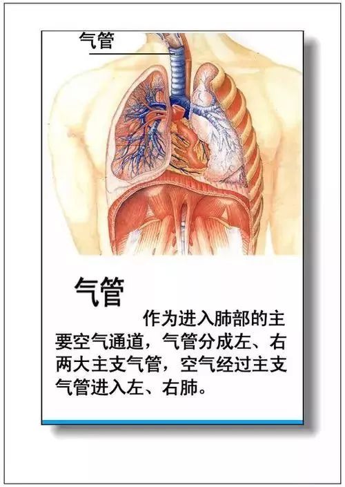 人体器官分部彩图及知识大全，太珍贵了！（建议收藏）