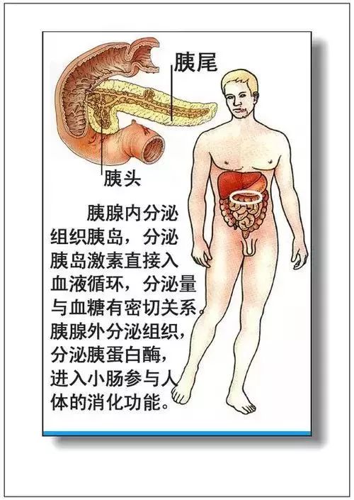 人体器官分部彩图及知识大全，太珍贵了！（建议收藏）