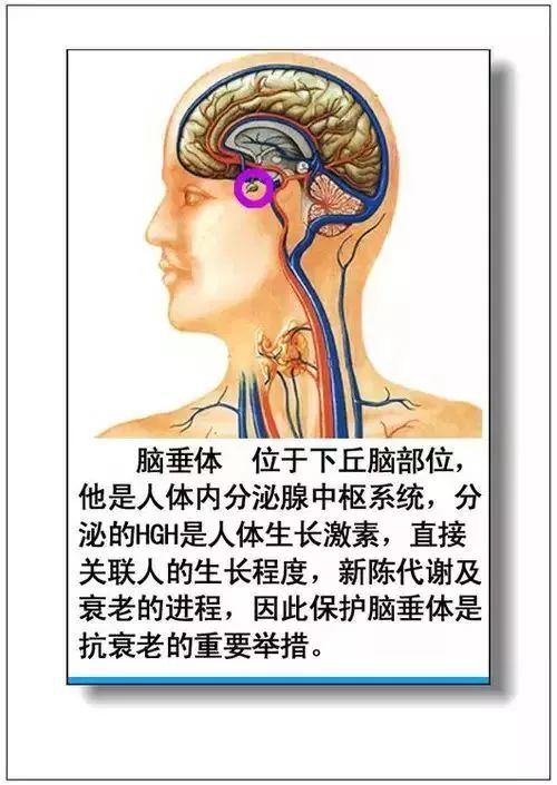 人体器官分部彩图及知识大全，太珍贵了！（建议收藏）