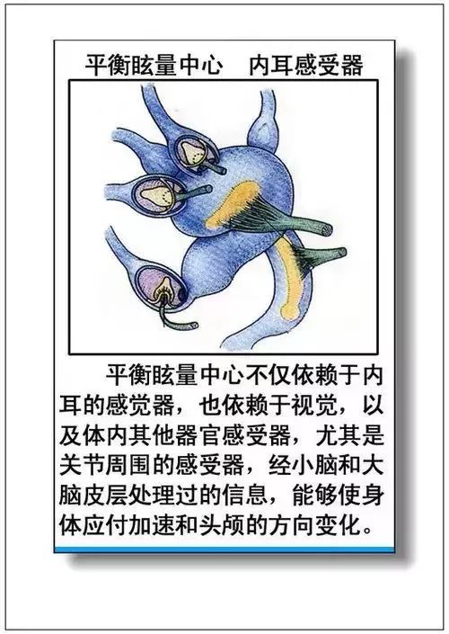 人体器官分部彩图及知识大全，太珍贵了！（建议收藏）
