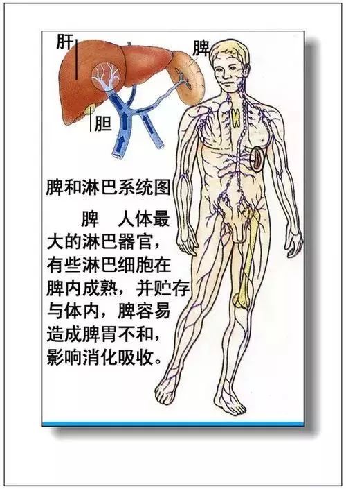 人体器官分部彩图及知识大全，太珍贵了！（建议收藏）