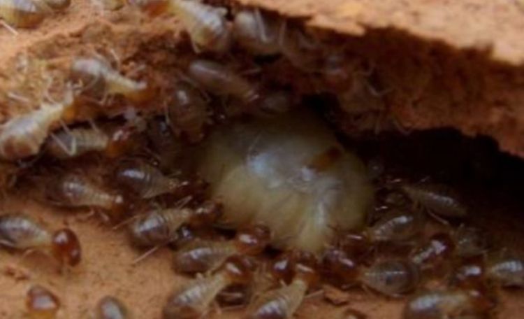 男子在沙漠里发现巨型白蚁后，本想处理掉，专家却说是个宝贝