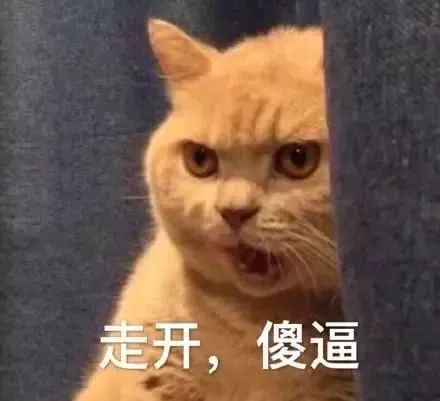 小猫爱咬人的手指,竟然是因为.|没猫病