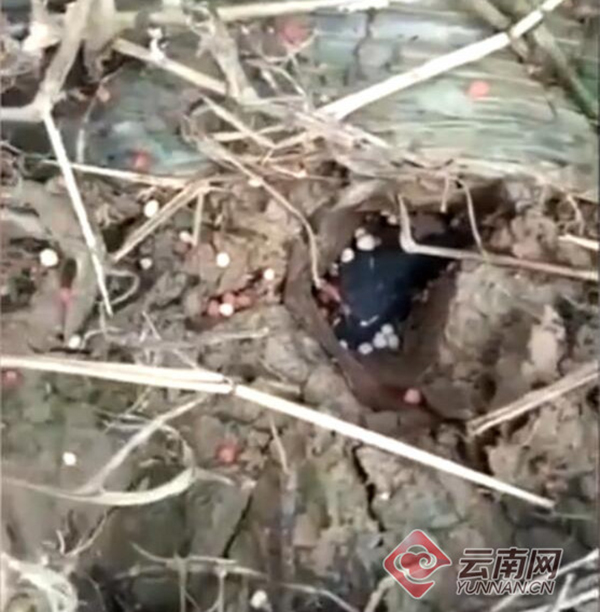 云南坠落陨石被炒到5万/克 官方:系外来人士鼓吹炒作云南陨石火流星