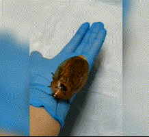 8厘米巨型蟑螂“临盆难产” 主人急送医保住一命