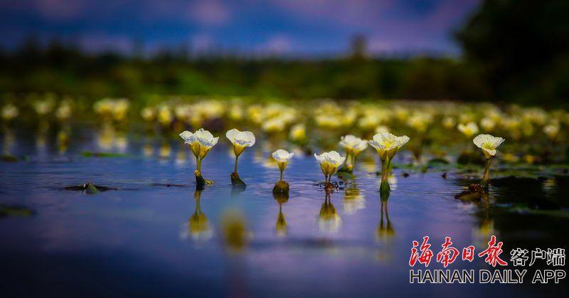 華為雲分布式雲原生 UCS 助力 MetaERP 構建企業級高可用分布式業務