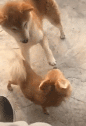 我拿你当宠物你却想上我 动图 你这是龟口夺食啊!