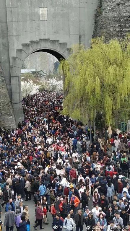 看樱花不用去鸡鸣寺，江北这片樱花林惊艳全南京！