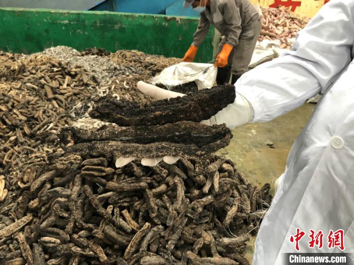 图为涉案的冻海参特写 林浩 摄