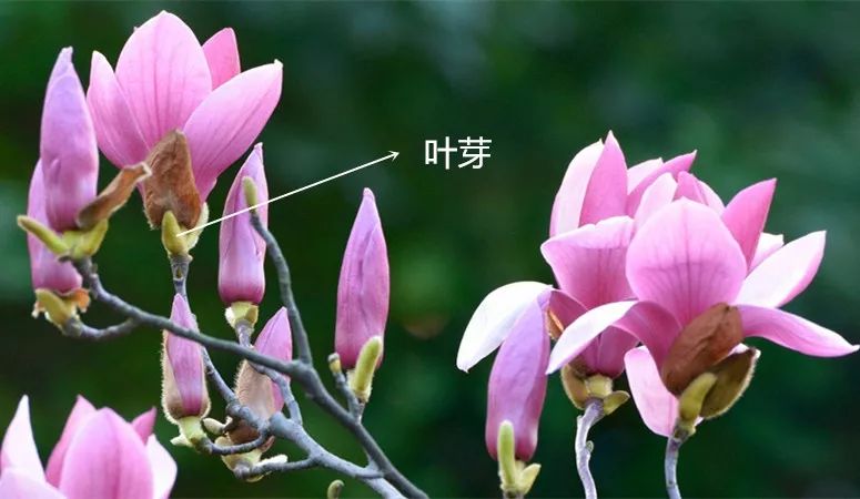 神奇的植物学 玉兰花为什么先开花后长叶子呢|花芽|叶芽|玉兰_新浪