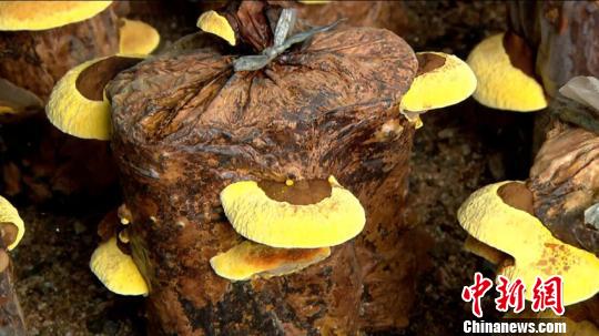 桑黄种植技术,桑黄种植技术与种植方法