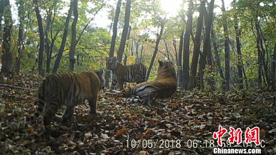 吉林珲春拍到东北虎一家五口珍贵影像（视频截图）。东北虎豹国家公园管理局供图