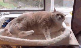 小姐姐都这么强壮了还练啊 动图 单身狗不如狗系列