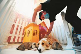 宠物也来坐月子