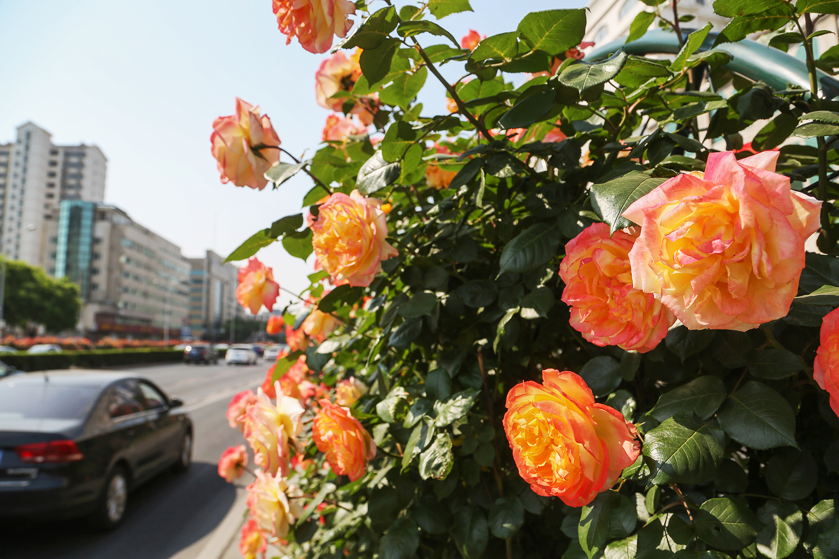北京街道旁盛开的月季花。摄影/ 何建勇