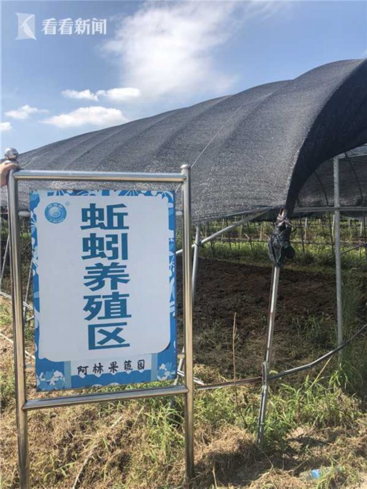 上海实行土地休耕改良 试点蚯蚓养殖改善土质