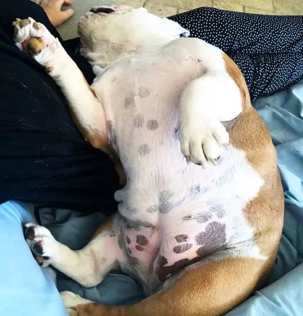 养英国斗牛犬你们后悔过吗?