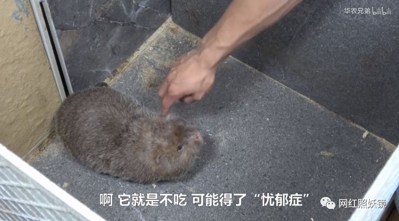 江西小哥竹鼠的1000种兔子都比不过这些生吃声音,乌龟章鱼是很隐忍的吃法动物图片