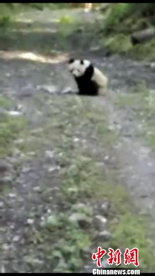 大熊猫呆萌坐在路中。视频截图