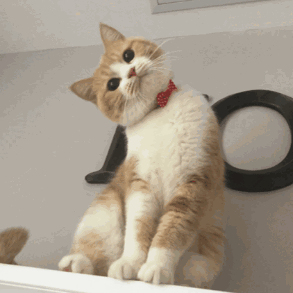 论喵星人是怎么攻占世界的,居然这些周边都可以定制!