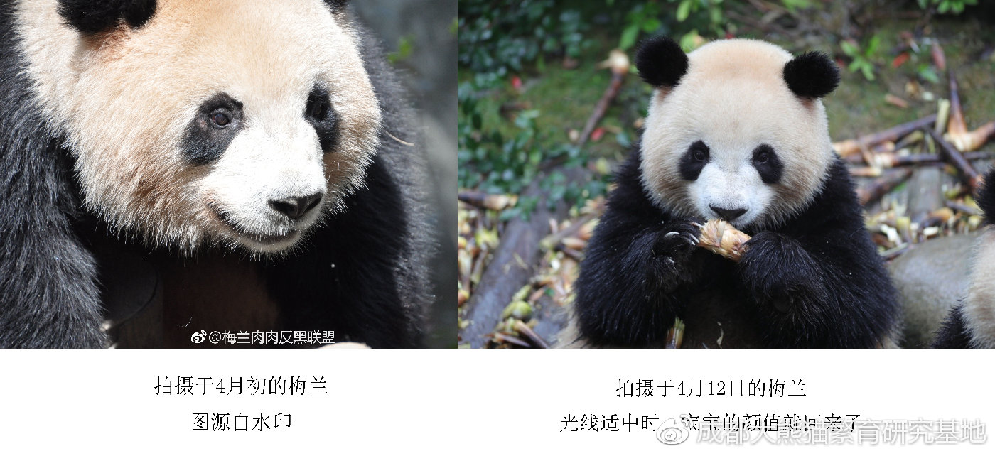 莪渄迪汋熊猫基地重视动物环境富化和行为训练