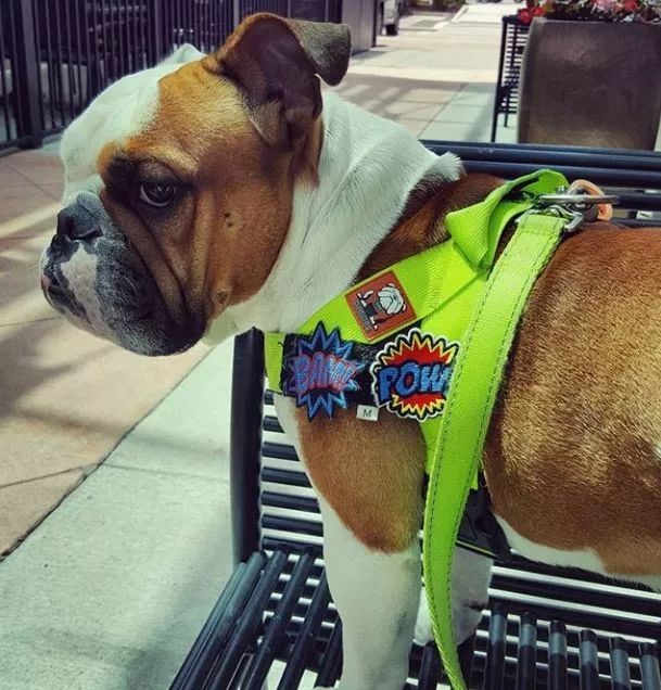 养英国斗牛犬你们后悔过吗?